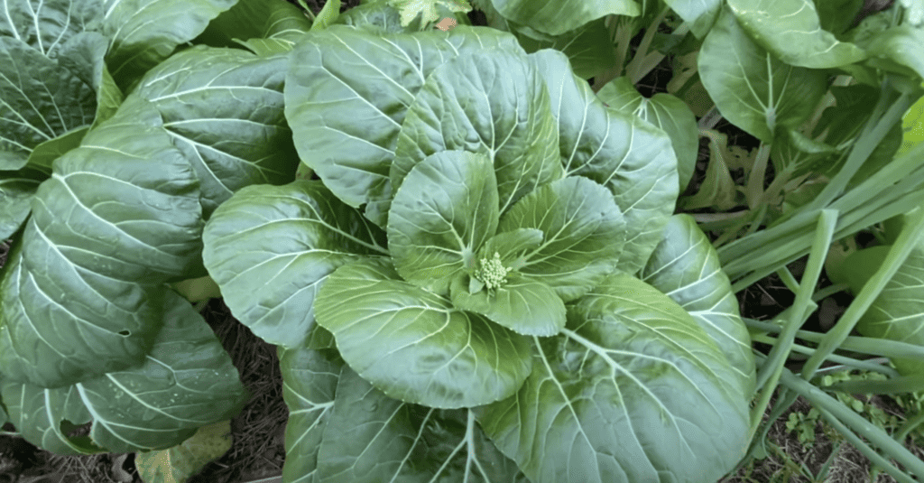 Bolted bok choy